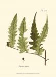 Small Antique Fern VII