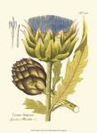 Artichoke, Pl. 462