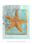 Starfish and Coral