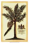 British Colonial Palm II