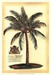 British Colonial Palm III