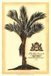 British Colonial Palm IV