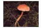 Forest Floor III