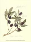 Gaeta Olives