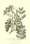 Weinmann Leaves I