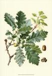 Acorns & Foliage I