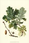 Acorns & Foliage II