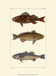 Freshwater Fish I