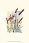 Marsh Wren and Cattails