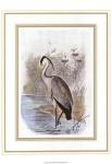 Common Heron