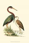 Water Birds III
