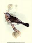 Gould's Fieldfare