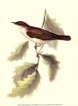 Gould's Nightingale