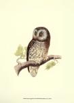 Morris Tengmalm's Owl