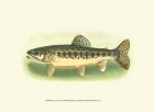 River Trout III