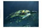 Aegean Sea Turtles I