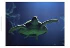 Aegean Sea Turtles II