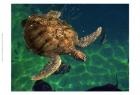 Aegean Sea Turtles III