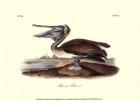 Brown Pelican