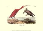 Scarlet Ibis