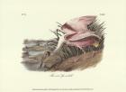 Roseate Spoonbill