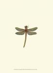 Miniature Dragonfly II