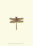 Miniature Dragonfly III