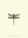 Miniature Dragonfly IV