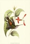 Delicate Hummingbird