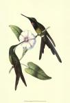 Delicate Hummingbird III