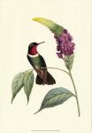 Delicate Hummingbird IV