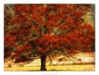 Autumn Oak I
