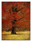 Autumn Oak II