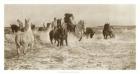 Horses Bathing