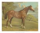 Cassell's Thoroughbred I