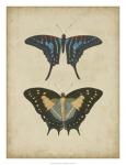 Antique Butterfly Pair III