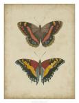 Antique Butterfly Pair IV
