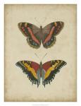 Antique Butterfly Pair IV