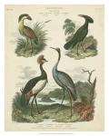 Heron & Crane Species II