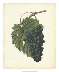 Plantation Grapes I