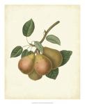 Plantation Pears I