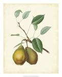 Plantation Pears II