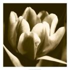 Sepia Tulip I