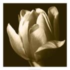 Sepia Tulip II