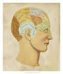 Vintage Phrenology