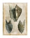 Antiquarian Seashells I