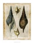 Antiquarian Seashells II