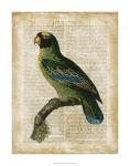 Antiquarian Birds VI