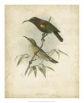 Antique Gould Hummingbird II