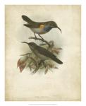 Antique Gould Hummingbird III